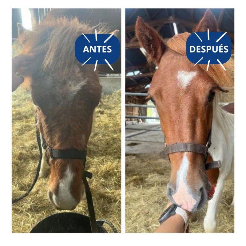 KILLITCH - Tratamiento antipicores para caballos
